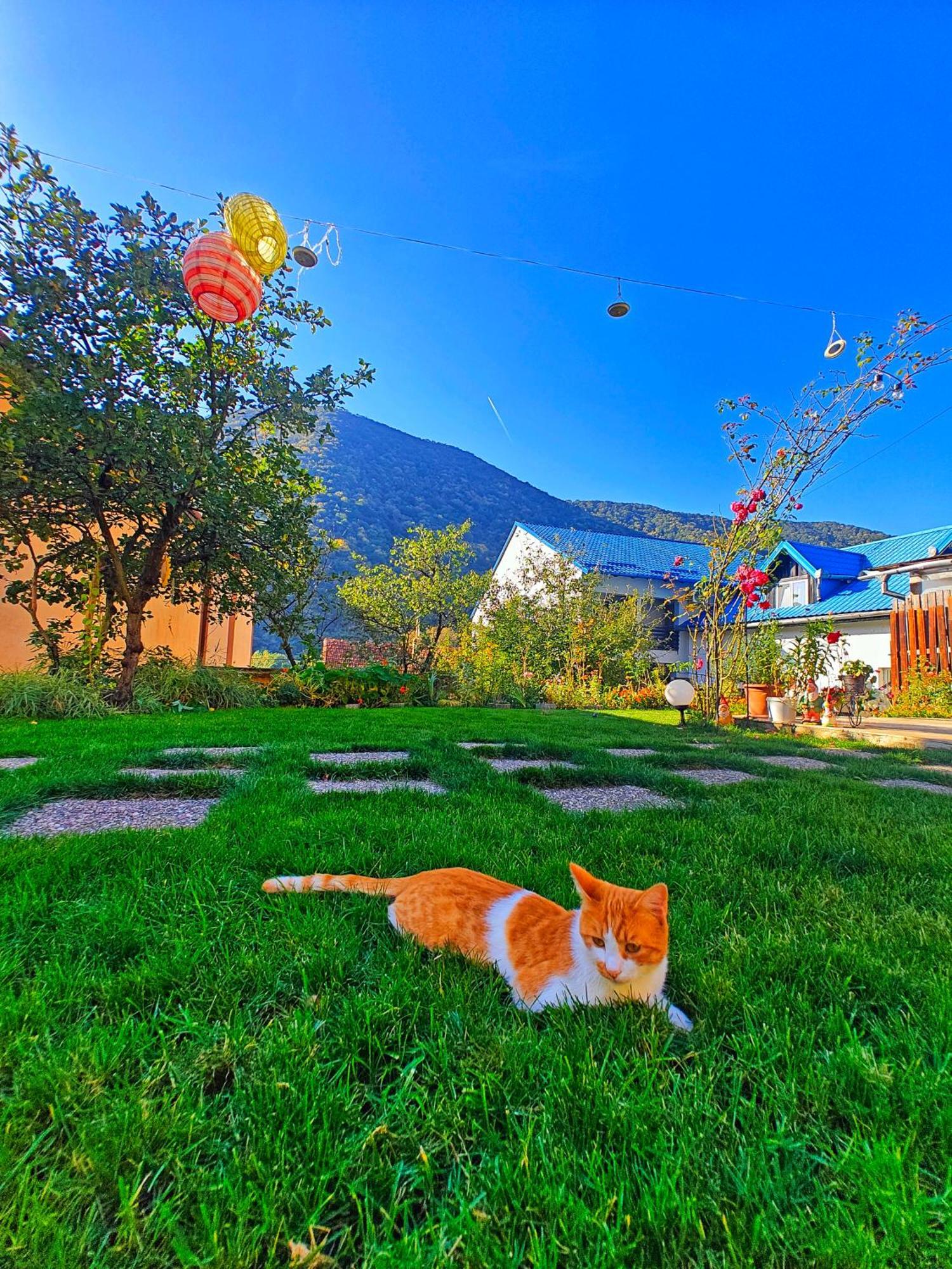 Casa Miclau Daire Băile Herculane Dış mekan fotoğraf